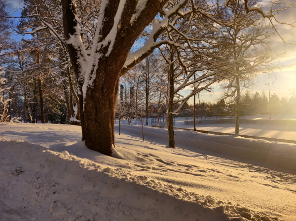 Aurinkoinen talvinen maisema lumisine puineen.